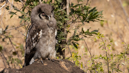 Verreaux's eagle-owl chick (Giant Eagle Owl) Reuse ooruil, (Ketupa lactea) near Afsaal Picnic site in the Southern par of Kruger National Park, Mpumalanga, South Africa 