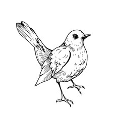 Blackbird vector illustration hand drawn. Graphic bird on white background.