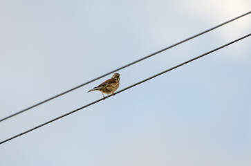 A house sparrow (Passer domesticus) is perched on wire, calmly observing the environment, summer...