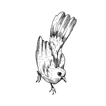 recommend clip art: Blackbird vector illustration hand drawn. Graphic bird on white background.