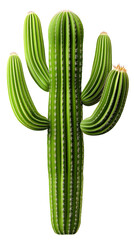 Saguaro Cactus plants Cacti on white transparent background