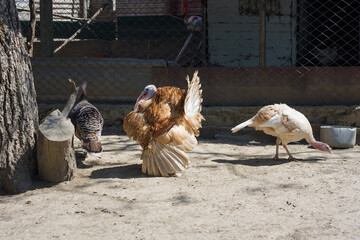 Male and female turkeys in national park, birds sanctuary or animal reserve. Displaying, mating behaviour, sexual dimorphism