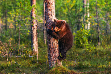 brown bear in the woods