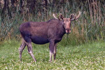 moose in the woods