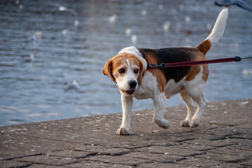 dog on the walk along the river in Prague Czechia