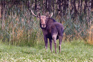 moose in the woods