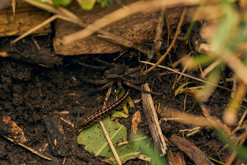 a spider with a hundred feet passing underneath