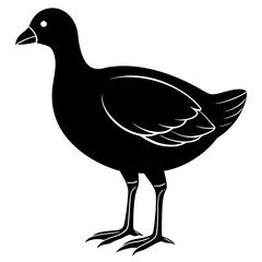 Gallinule Graphic Design - High-Quality Vector Art and Illustration