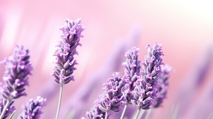 Obraz premium close up of lavender