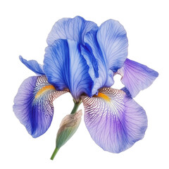 PNG Blue iris flower with delicate petals in bloom