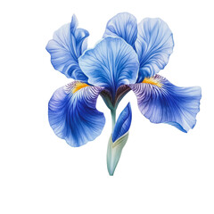 PNG Blue iris flower blooming in springtime