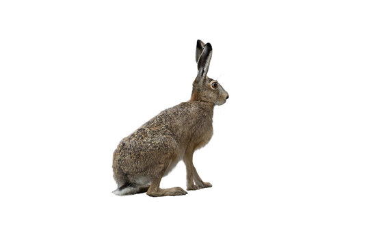 european brown hare isolated on white background