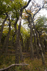 Blick in grüne, hohe Baumkronen auf dem Fitz Roy bei El Chaltén, Argentinien 