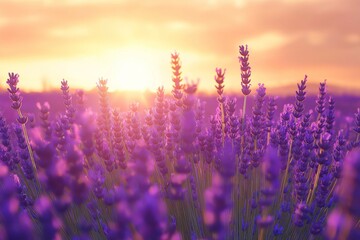A field of lavender under a vibrant sunset, gentle breeze swaying the flowers, cinematic light
