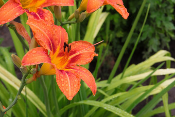 Bright orange daylily blooms covered in raindrops in a garden setting during summer