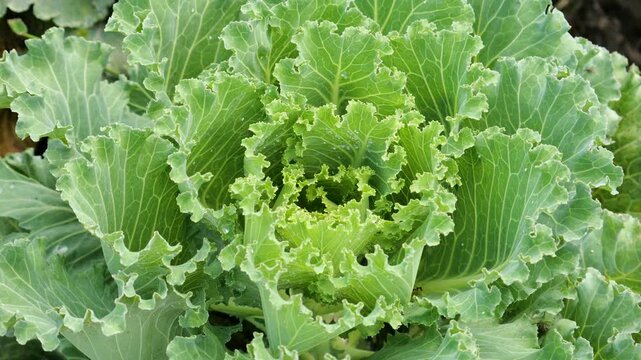 Brassica oleracea acephala or kale and collard greens.