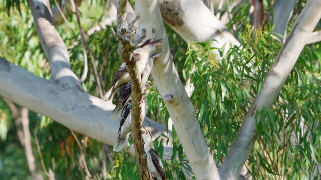 A group of Laughing Kookaburras perched in a gum tree cackling