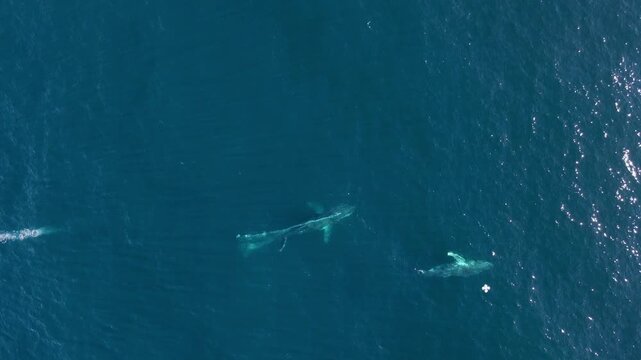 A Humpback whale lets out a stream of bubbles while on a heat run chasing a female to mate. Animal behaviour