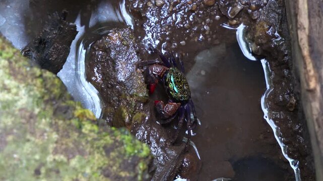 Iridescent sesarmine crab moving on the muddy pool, foraging for the food on the floors of the mangrove wetlands, captured in a close-up shot during the low tide period.