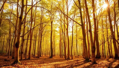 Golden Forest Sunlight.