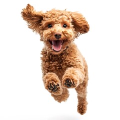 Happy Fluffy Brown Poodle Dog Running on a white background. 