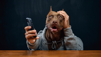 Brown Pit bull in gray hoodie sitting at desk withy mobile phone and looking confused while scratching head. Misunderstanding, confusion, forgetfulness. Concept of communication, emotions, animal