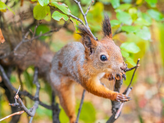 Portrait of a squirrel on a tree trunk