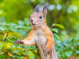 Autumn Squirrel standing on its hind legs on on green grass with fallen yellow leaves