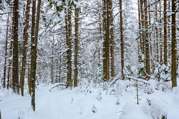 A forest in nature during the winter season. Scenery outdoor fro concept. Trees in the forest in winter with snow. A forest in winter with trees and snow lifestyle.