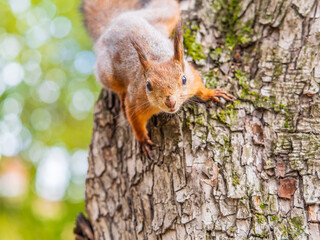 Obraz premium Portrait of a squirrel on a tree trunk