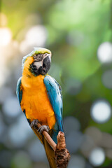 Macaws are a group of New World parrots that are long-tailed and often colorful, in the tribe Arini. They are popular in aviculture or as companion parrots,