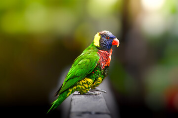 Loriini is a tribe of small to medium-sized arboreal parrots characterized by their specialized brush-tipped tongues for feeding on nectar of various blossoms and soft fruits, preferably berries.