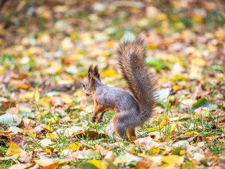 Squirrel in autumn hides nuts on the green grass with fallen yellow leaves