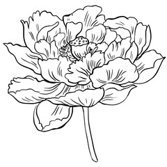 Children's Coloring Book With The Image Of A Peony Flower Nature In Vector