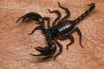 Scorpion on a wooden background. Close up of scorpion