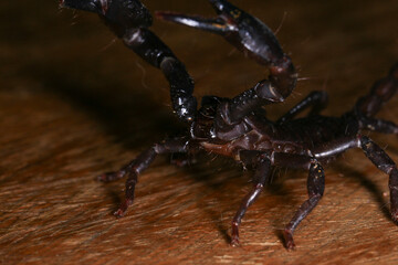 Scorpion on a wooden background. Close up of scorpion