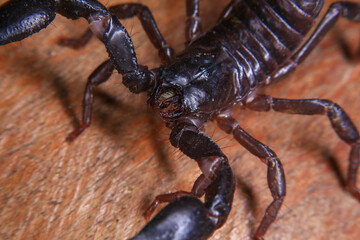 Scorpion on a wooden background. Close up of scorpion