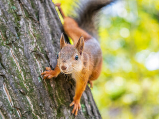 Portrait of a squirrel on a tree trunk
