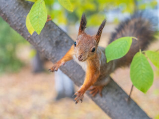 Portrait of a squirrel on a tree trunk