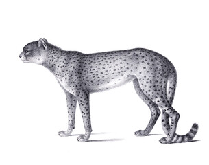 Cheetah  illustration. Pencil sketch of  a cheetah isolated on a plain white background.
