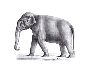 Elephant illustration. Pencil sketch of an elephant isolated on a plain white background.