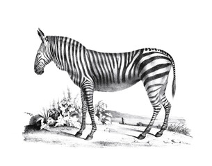 Zebra illustration. Pencil sketch of a zebra isolated on a plain white background.