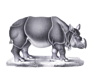 Obraz premium Rhinoceros illustration. Pencil sketch of a rhinoceros isolated on a plain white background.
