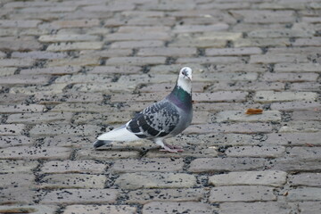 Dove in the city looking for something