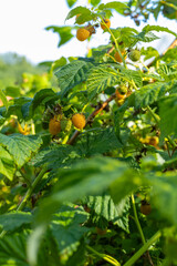 Yellow, ripe raspberries in the garden.
