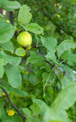 Delicious apples from Japanese orchards that are about to be harvested