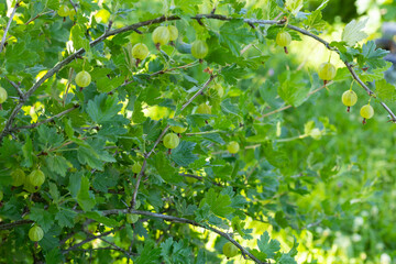 Fototapeta premium View to fresh green gooseberries on a branch of gooseberry bush in the garden. Close up view of the organic gooseberry berry hangs on a branch under the leaves