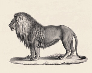 Lion illustration. Pencil sketch of a lion isolated on an aged  beige background.
