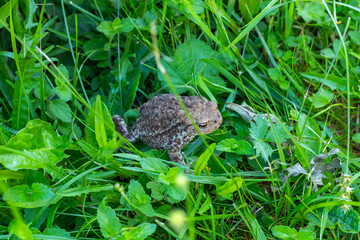 A small spring peeper, a tiny frog no larger than a thumb, clings to a blade of grass with delicate precision.