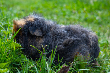 Dark guinea pigs in a grass paddock. Guinea pig in green grass. A tiny dark rodent. Pet, grass,...